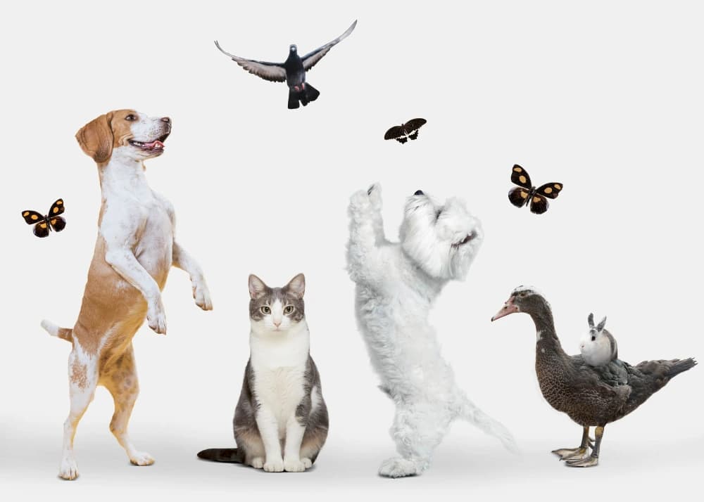 Project CrazyPet - WooCommerce